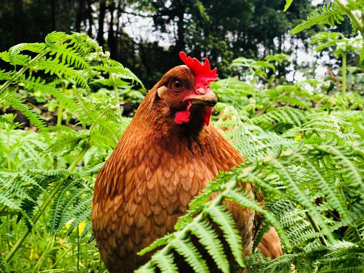 Quinta Pereirinha Farm - Bed & Breakfast - Pico Island, Azores - Private 3 Bedroom Home On A Working Farm W Ocean Views São Roque do Pico Buitenkant foto